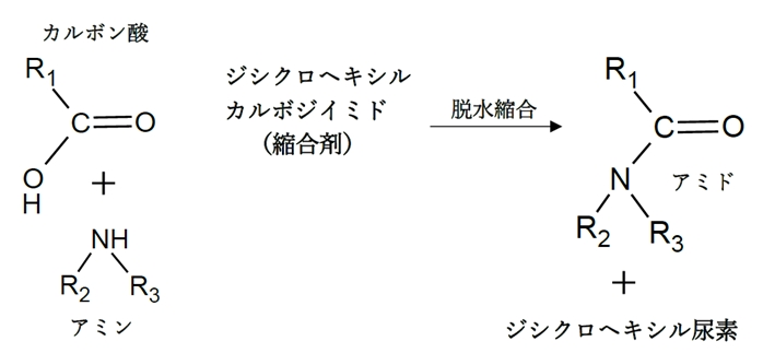 カルボン酸とアミンの脱水縮合でアミド合成　DCCは縮合剤　92回問10c